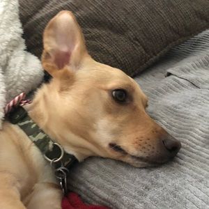 Meet your Posher, Hayley